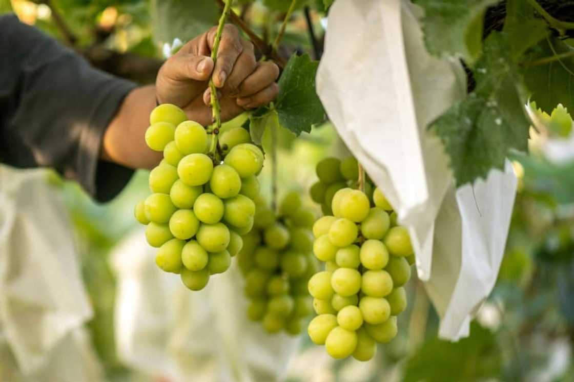 Japan has been developing new fruit varieties since the 1920s Japan has been developing new fruit varieties since the 1920s