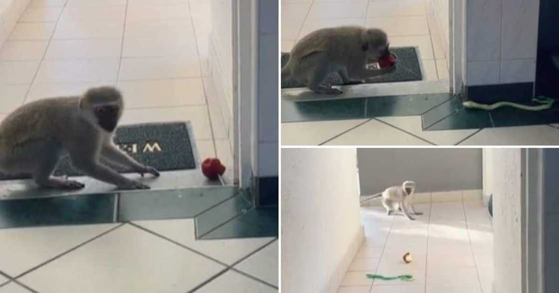 Monkey, trick, viral video, scaring monkey, getting a fright, hilarious video, funny video, trending news, TikTok video Monkey, trick, viral video, scaring monkey, getting a fright, hilarious video, funny video, trending news, TikTok video