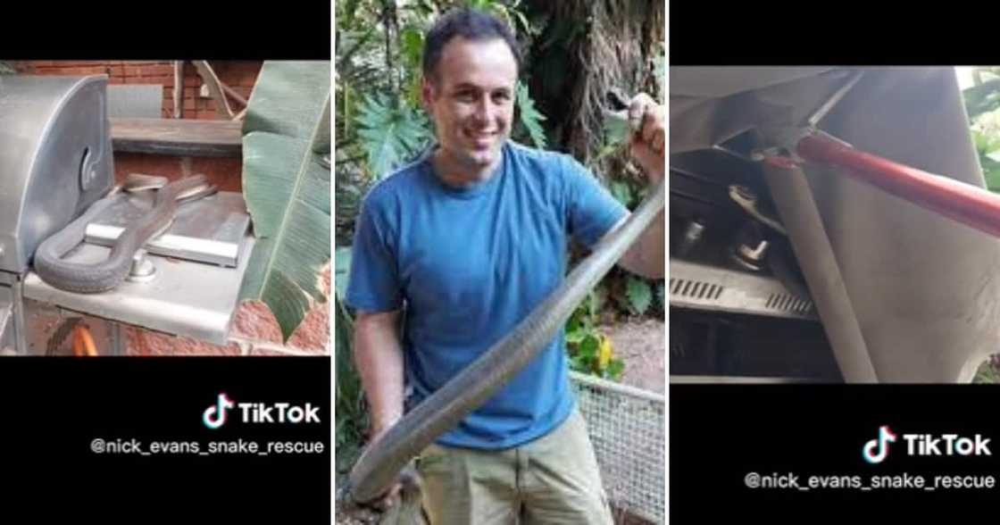 Nick Evans and the big black mamba snake from the braai Nick Evans and the big black mamba snake from the braai