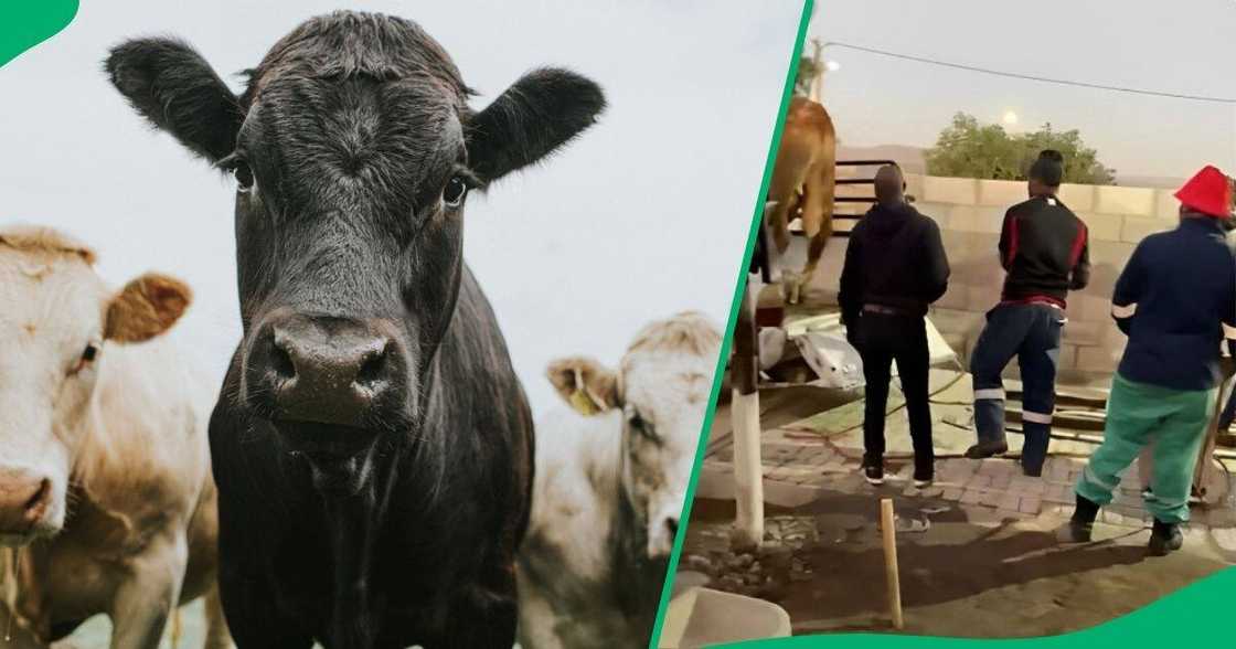 A cow kicked a man in the head. A cow kicked a man in the head.