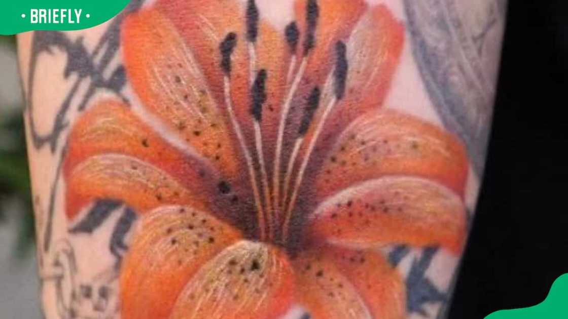 Jungkook's birth Flower - Tiger Lilly