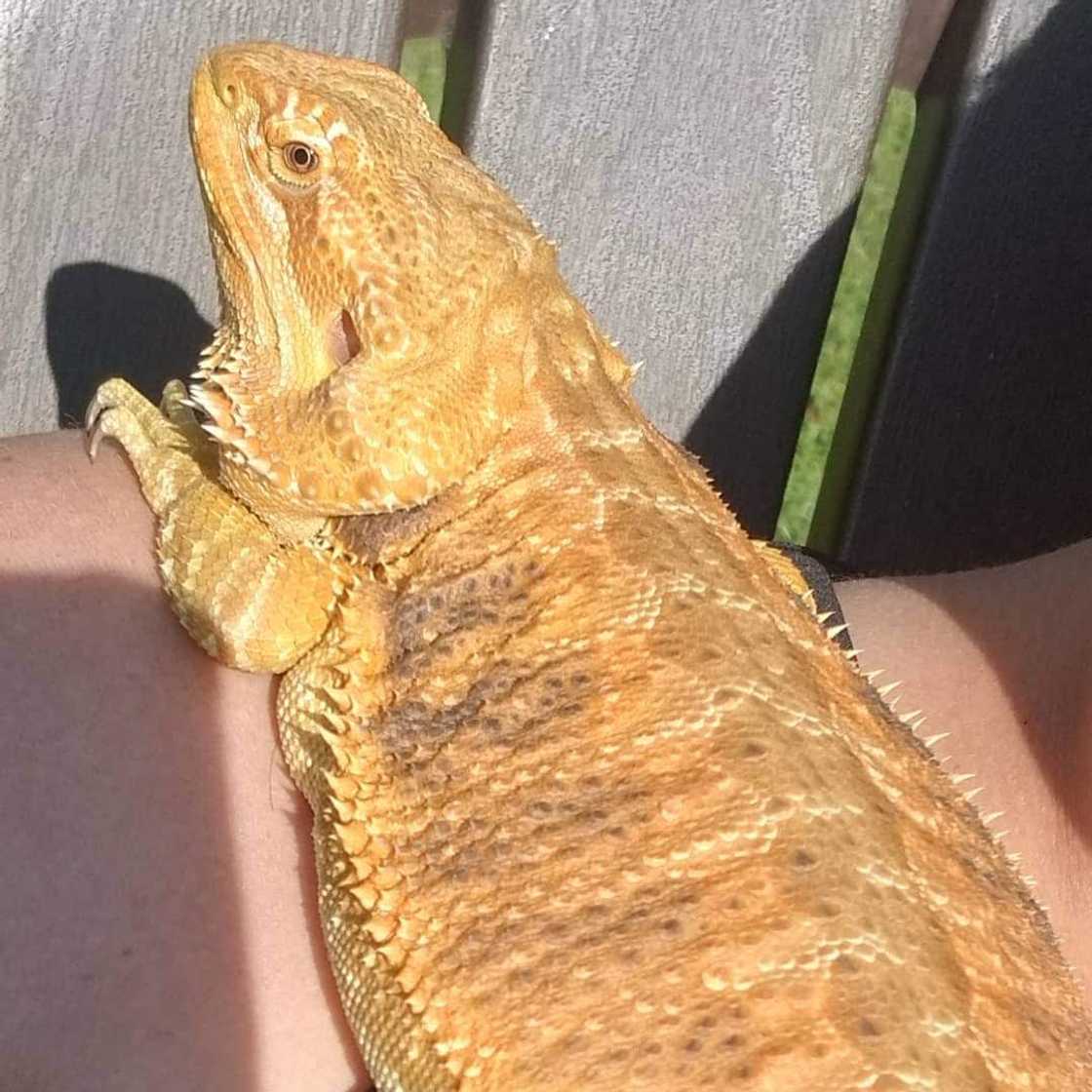 exotic pets exotic pets