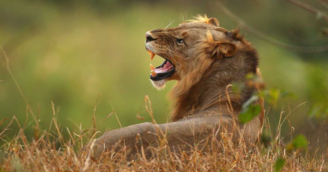2 people arrested, tried to sell lion head, traditional healer, R350k, north west 2 people arrested, tried to sell lion head, traditional healer, R350k, north west