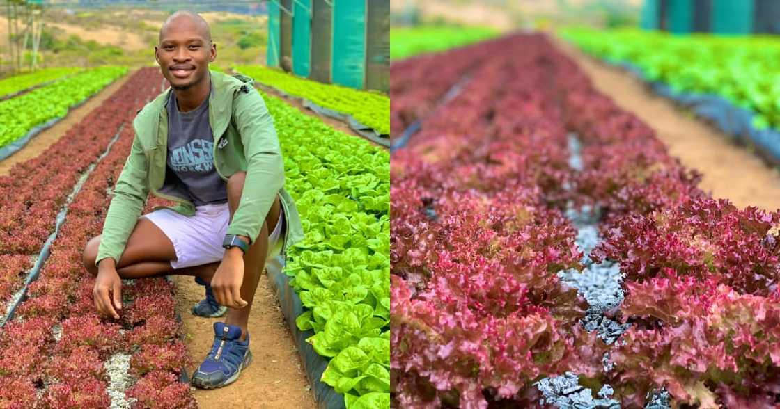 Young farmer shows off his fresh lettuce