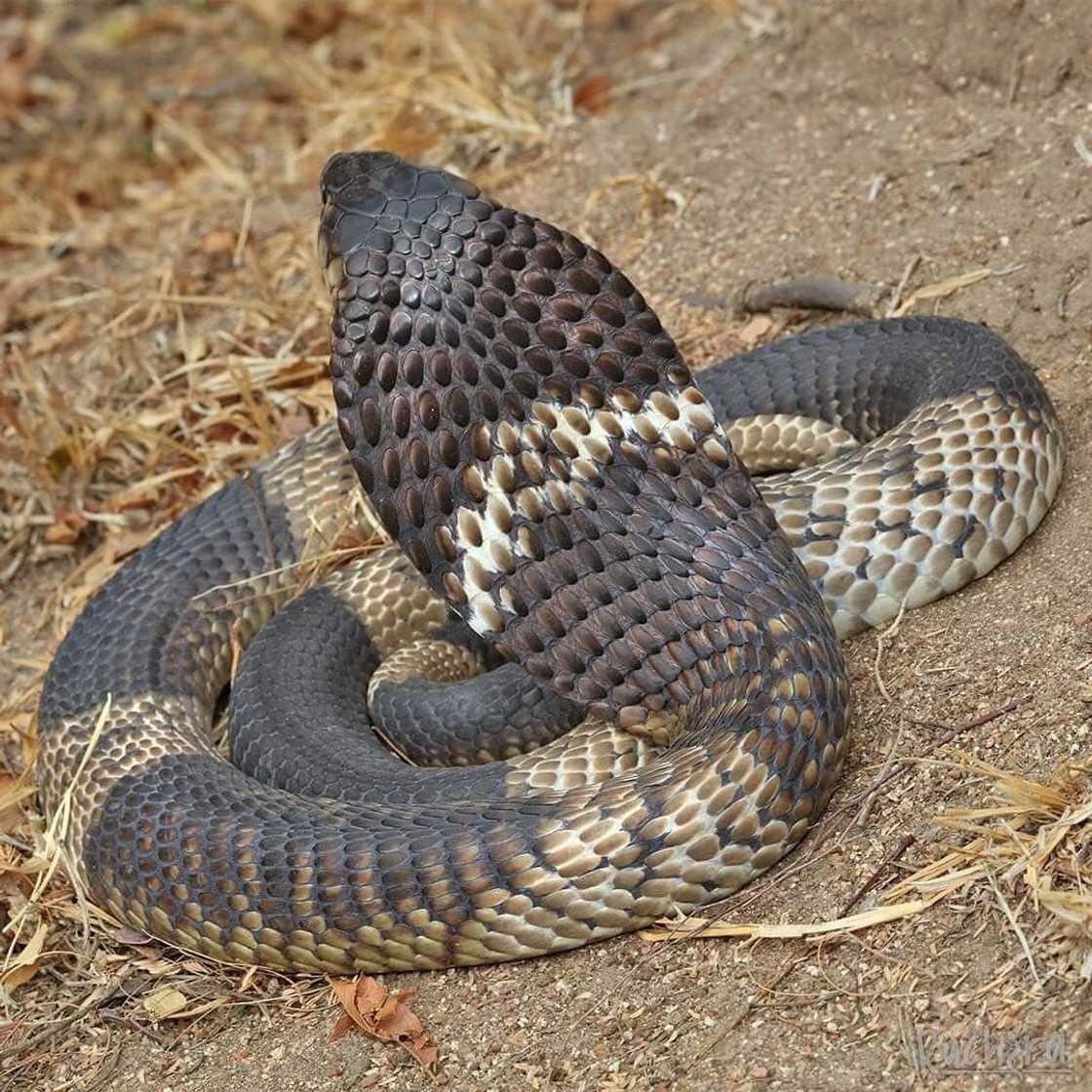 Snouted Cobra Snouted Cobra