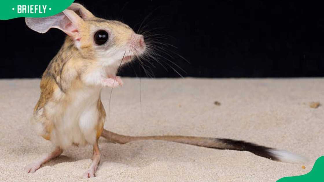 Four-toed jerboa Four-toed jerboa