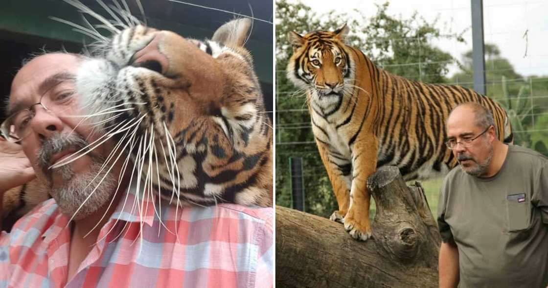 Rassie Erasmus and his tiger Sheba