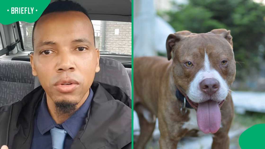 A young man in Cape Town called out pitbull owners.
