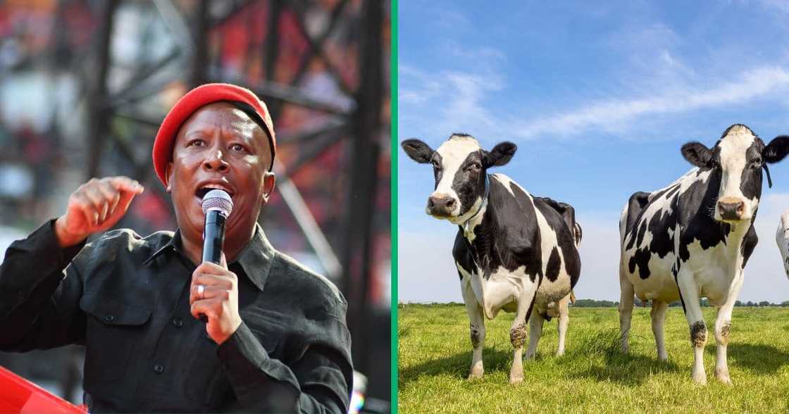 The Economic Freedom Fighters (EFF) 10th Anniversary at FNB Stadium and cows in a field