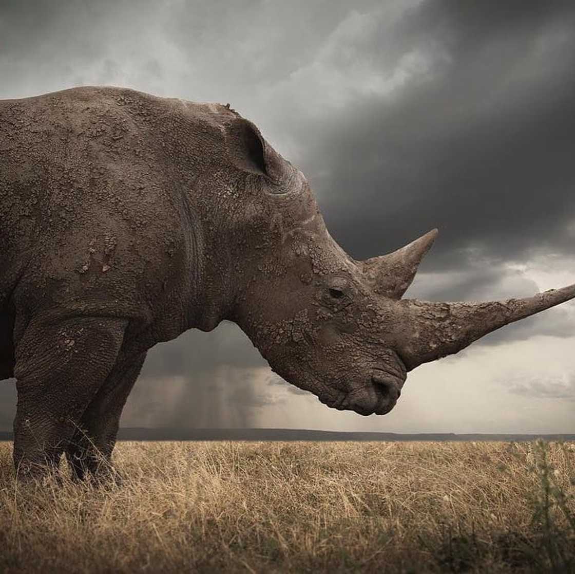 Top 20 extinct and endangered animals in South Africa with images Top 20 extinct and endangered animals in South Africa with images