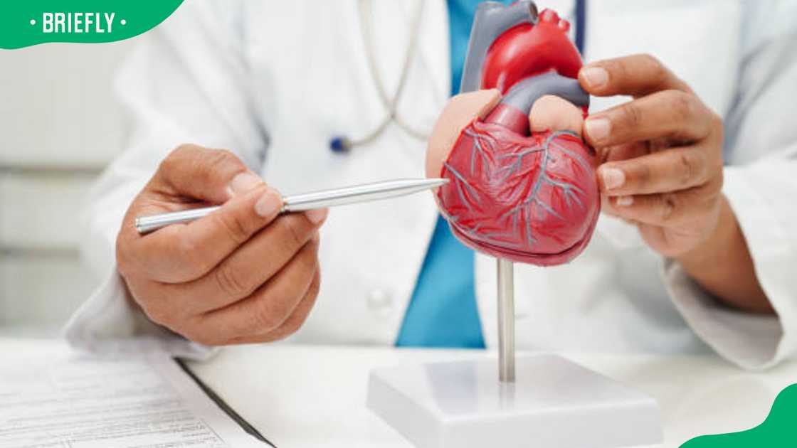 Cardiographer with heart model Cardiographer with heart model