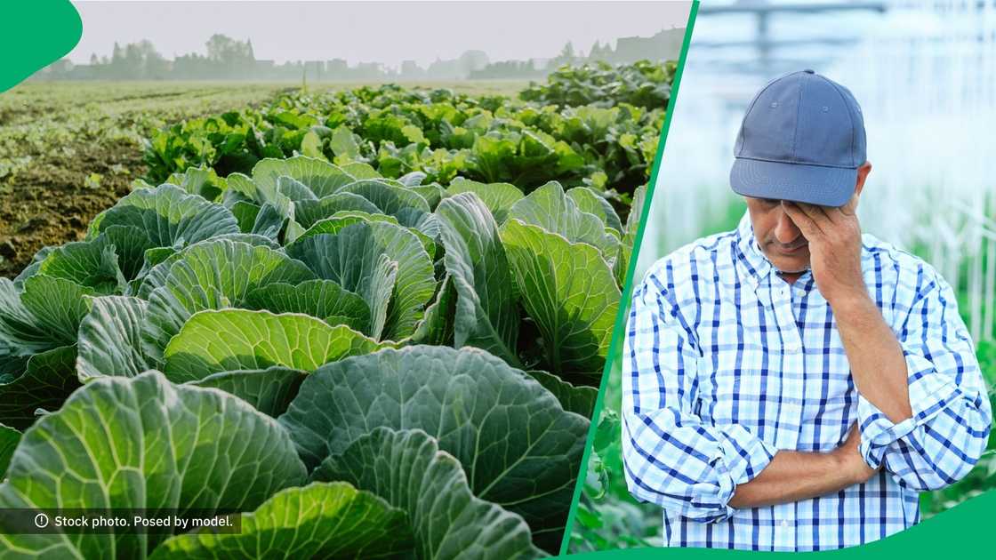 A cabbage farm resulted in heartbreak. A cabbage farm resulted in heartbreak.