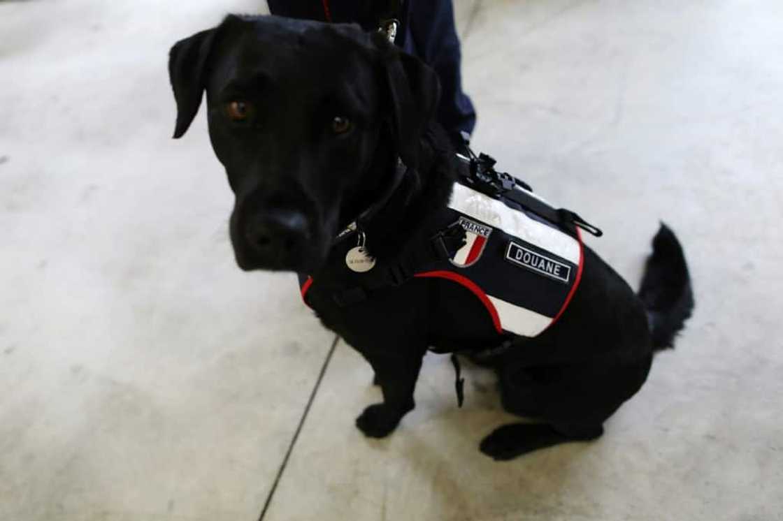 A customs sniffer dog at work in the vast Le Havre docks in northern France A customs sniffer dog at work in the vast Le Havre docks in northern France