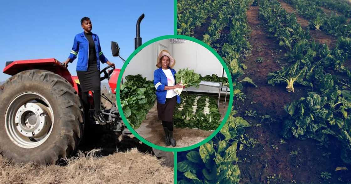 A KZN farmer who enjoys her vegetable farm employs seven people in her business A KZN farmer who enjoys her vegetable farm employs seven people in her business