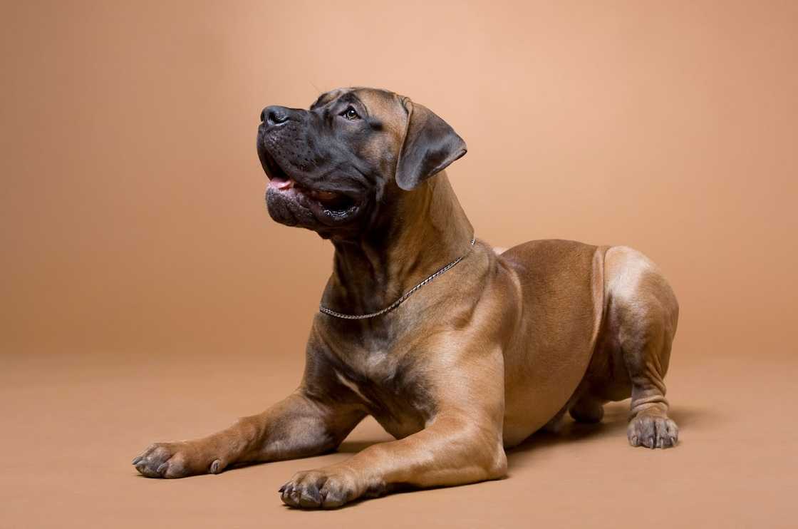 The South African Mastiff (Boerboel)