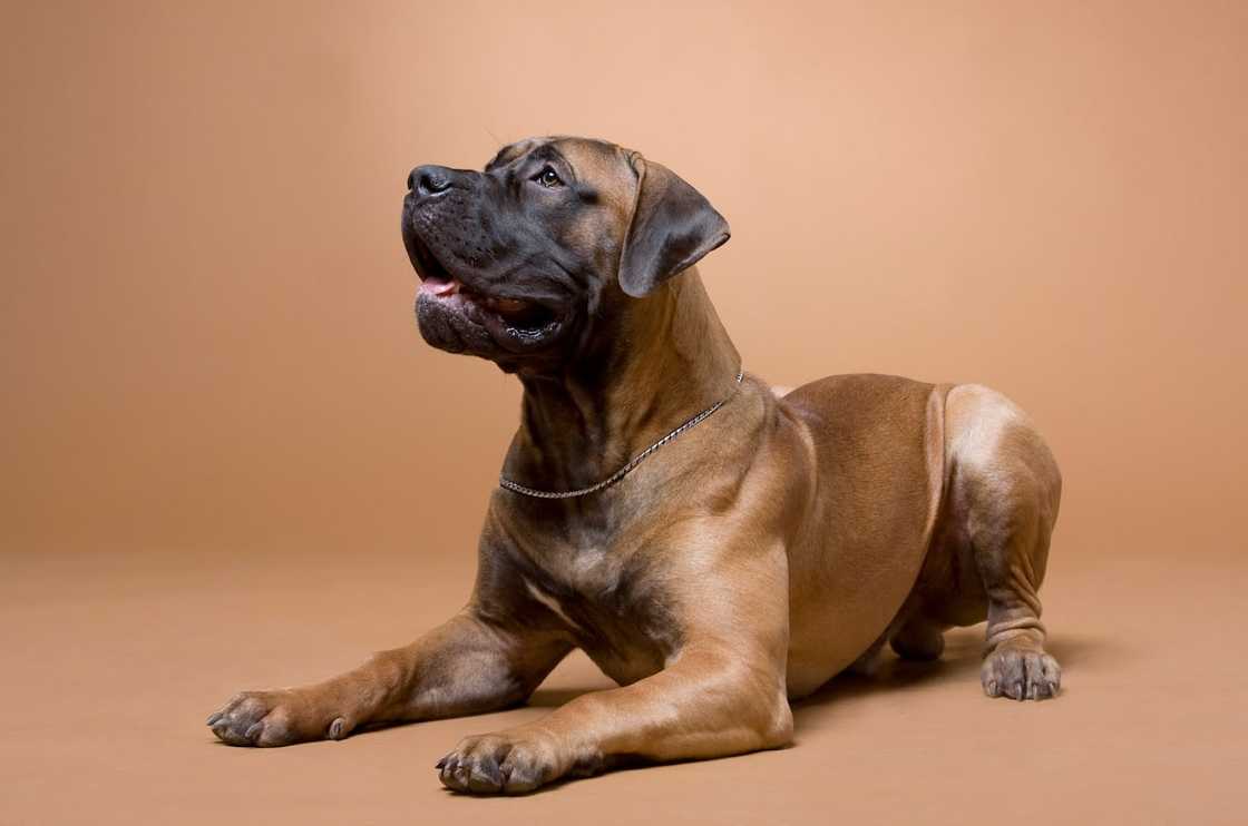 The South African Mastiff (Boerboel) The South African Mastiff (Boerboel)