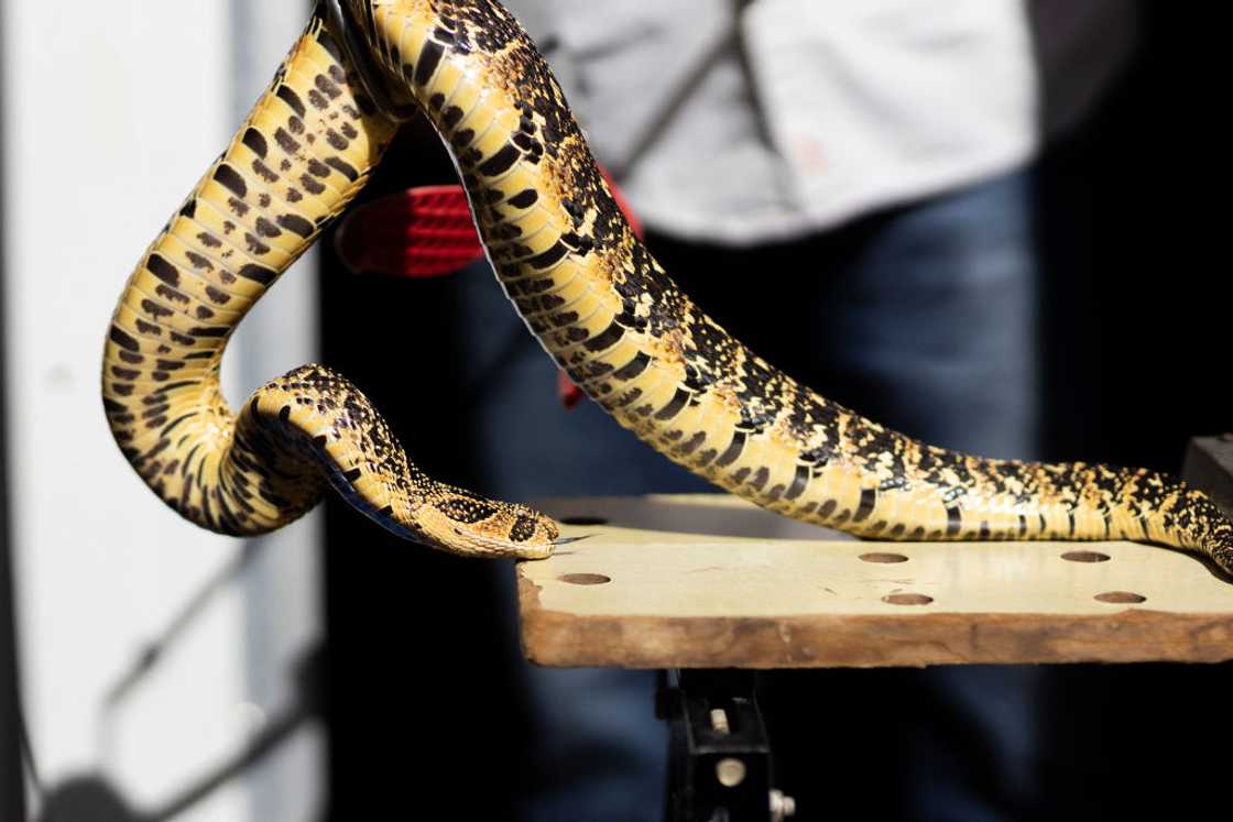 Puff adders must be handled by experts Puff adders must be handled by experts