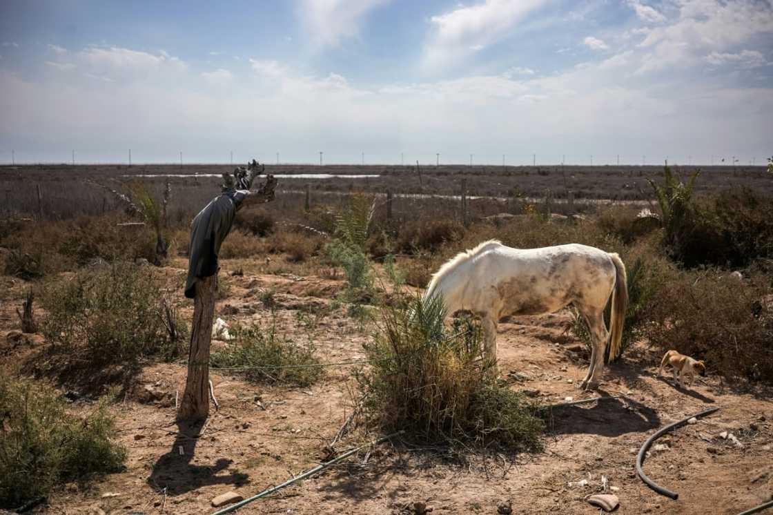 Parched land: a thin horse looks for grass at Ras al-Bisha in southern Iraq Parched land: a thin horse looks for grass at Ras al-Bisha in southern Iraq
