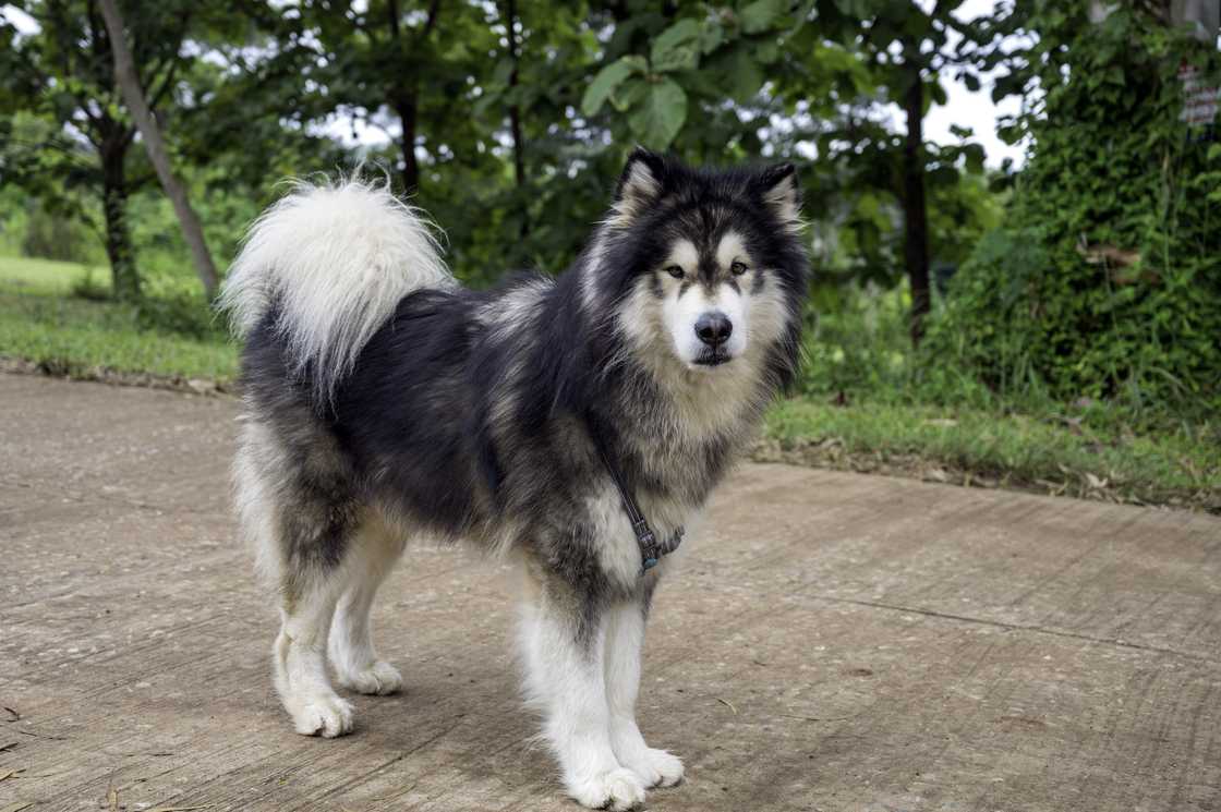 Alaskan Malamute dogs in Khao Kho District, Thailand.