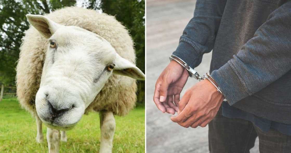 Eight men arrested for allegedly stealing 88 sheep