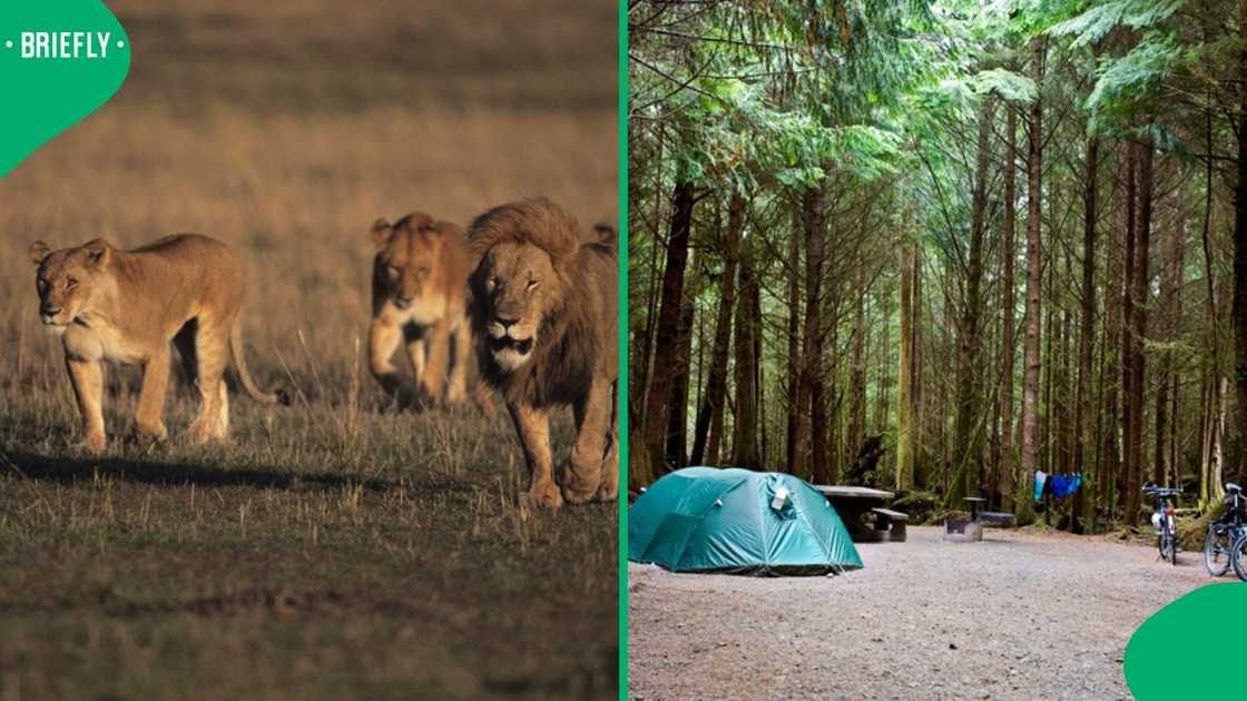 Lions tried to enter a camping tent in a viral video that left SA stunned.