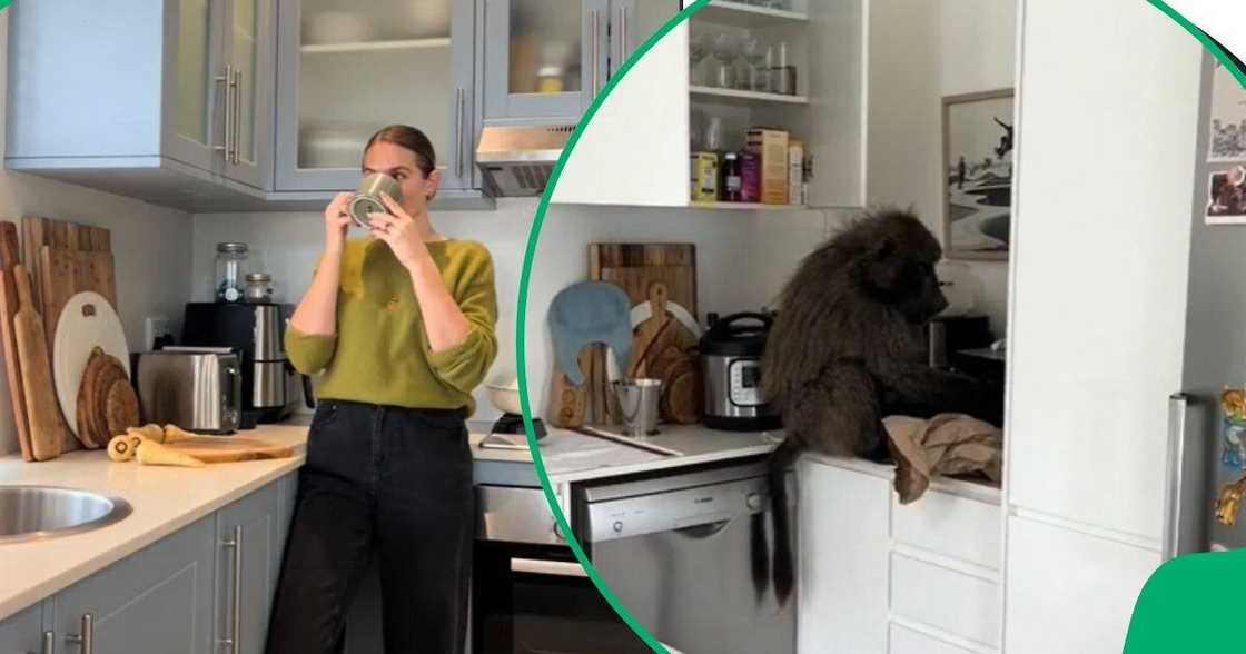 Cook finds baboon in kitchen