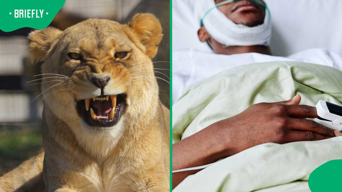 Zimbabwe man injured after two lion cubs attack him on way home