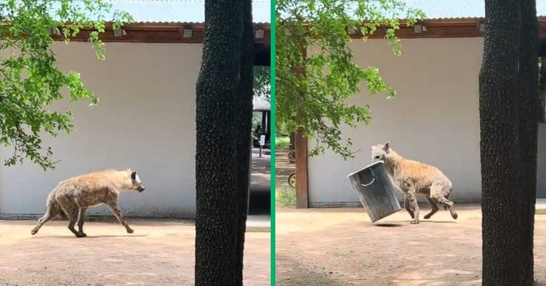 A cunning hyena went viral for stealing a bin A cunning hyena went viral for stealing a bin