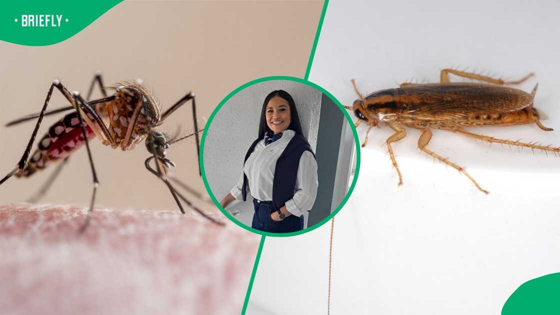 A woman shared a home remedy to repel mosquitoes and cockroaches.