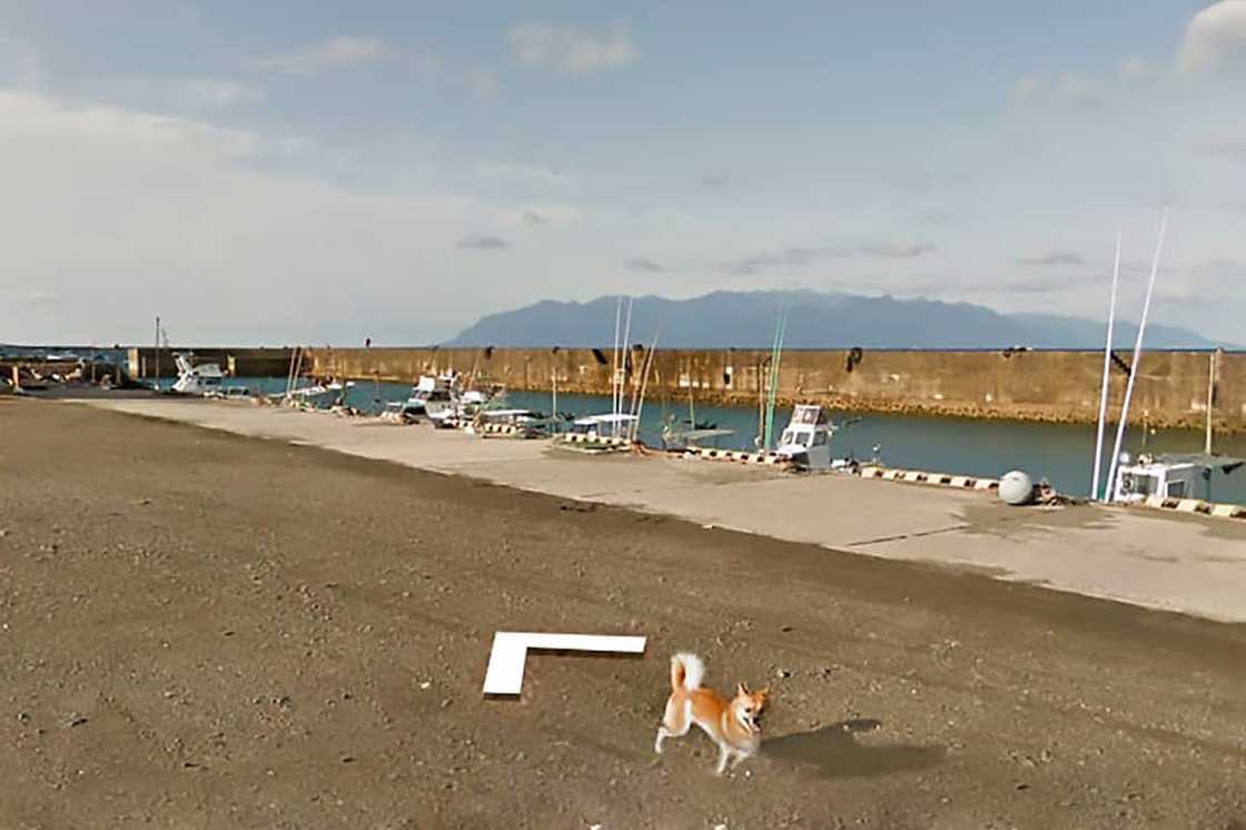 Playful Dog Chases Google Maps Street View Car Until It Cannot Anymore