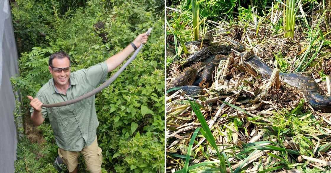 Nick Evans Spots 4 massive Southern African Pythons