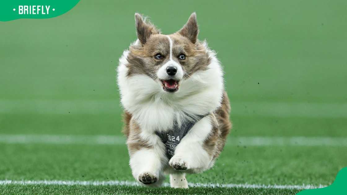 A Pembroke Welsh Corgi at the Seattle Seahawks 2024 Corgi Cup