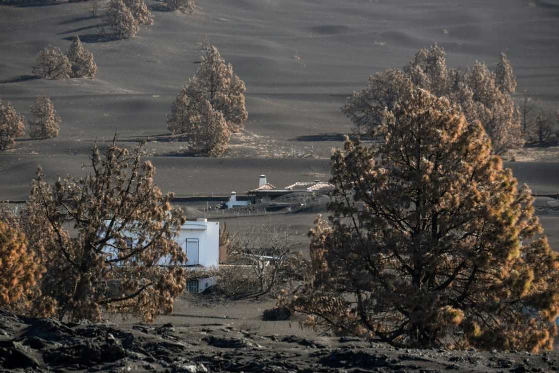 The eruption also destroyed 1,250 hectares of fertile land The eruption also destroyed 1,250 hectares of fertile land