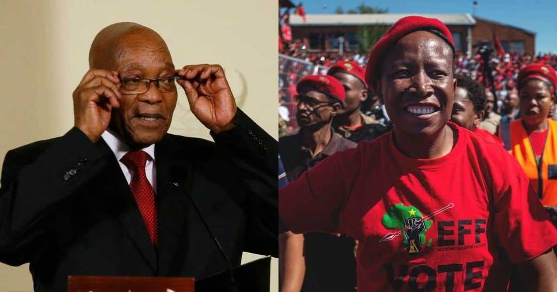 EFF, ANC, Julius Malema, Jacob Zuma, politics, retirement EFF, ANC, Julius Malema, Jacob Zuma, politics, retirement