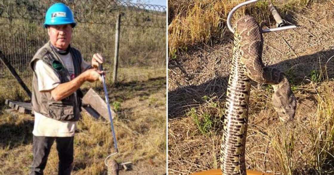 A snake was found and rescued at a business premises.