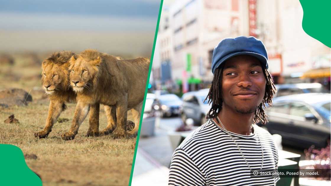 A man in South Africa begged a lion for action at Pretoria Zoo, which left peeps in laughter. A man in South Africa begged a lion for action at Pretoria Zoo, which left peeps in laughter.