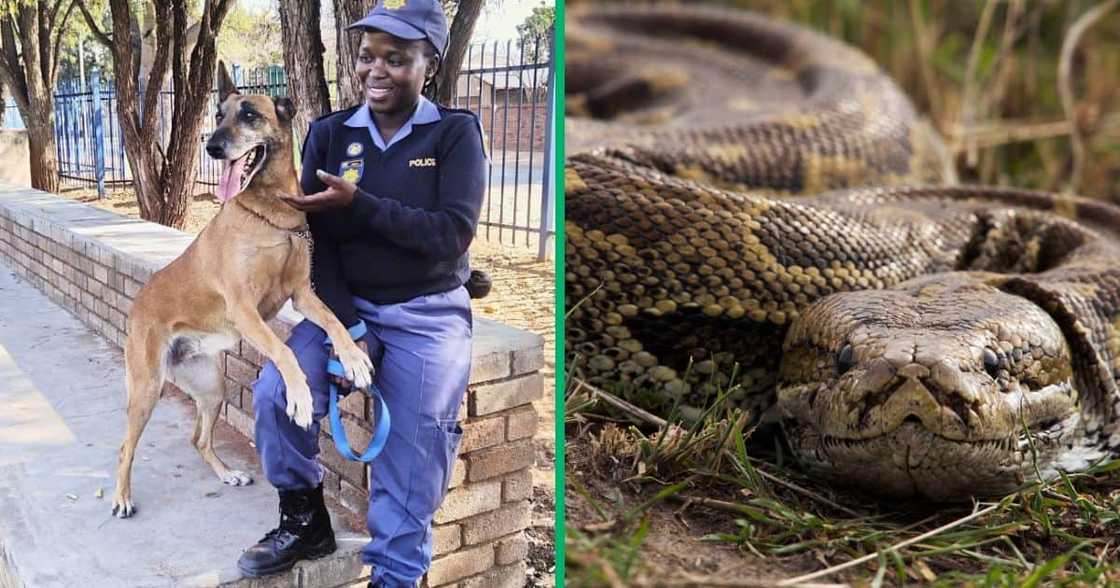 Bina, a Belgian shepherd attached to the SAPS Lephalale K9 unit, died after she was attacked by a python Bina, a Belgian shepherd attached to the SAPS Lephalale K9 unit, died after she was attacked by a python