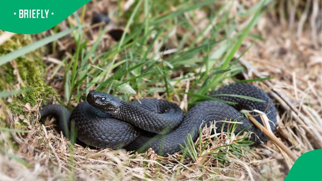 A stock photo of a black snake A stock photo of a black snake