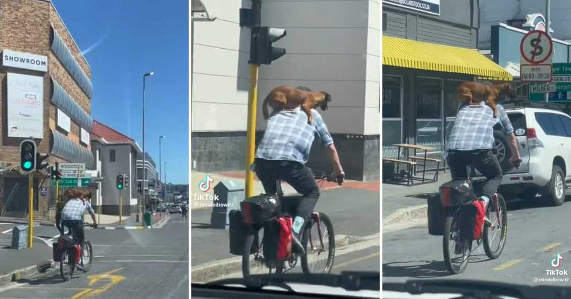 Cape Town man riding his bicycle with his dog Cape Town man riding his bicycle with his dog