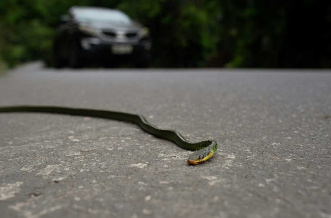 About 16 wild animals become roadkill every second in Brazil, the world's most biodiverse country About 16 wild animals become roadkill every second in Brazil, the world's most biodiverse country