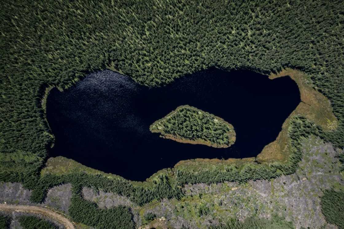 Canada's boreal forest -- named for Boreas, the Greek god of the north wind -- covers 10 percent of the world's land surface