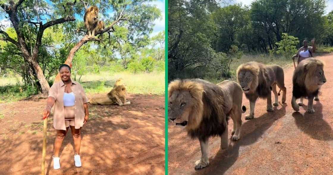 Woman walking lions at Ukutula bush