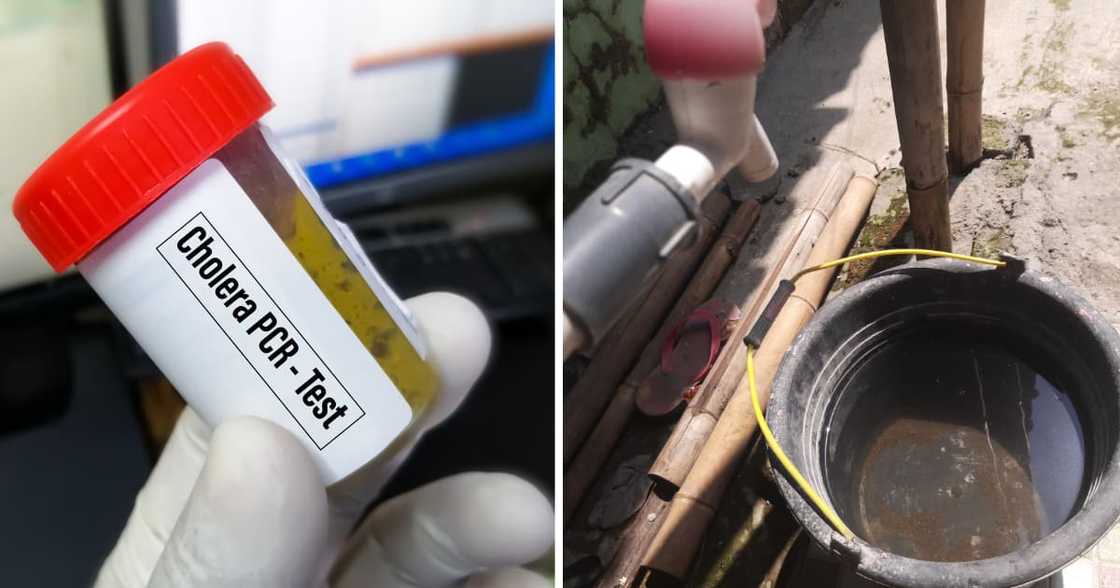 Vibrio cholerae PCR Testing for the diagnosis of Cholera disease (an acute diarrheal illness) Vibrio cholerae PCR Testing for the diagnosis of Cholera disease (an acute diarrheal illness)