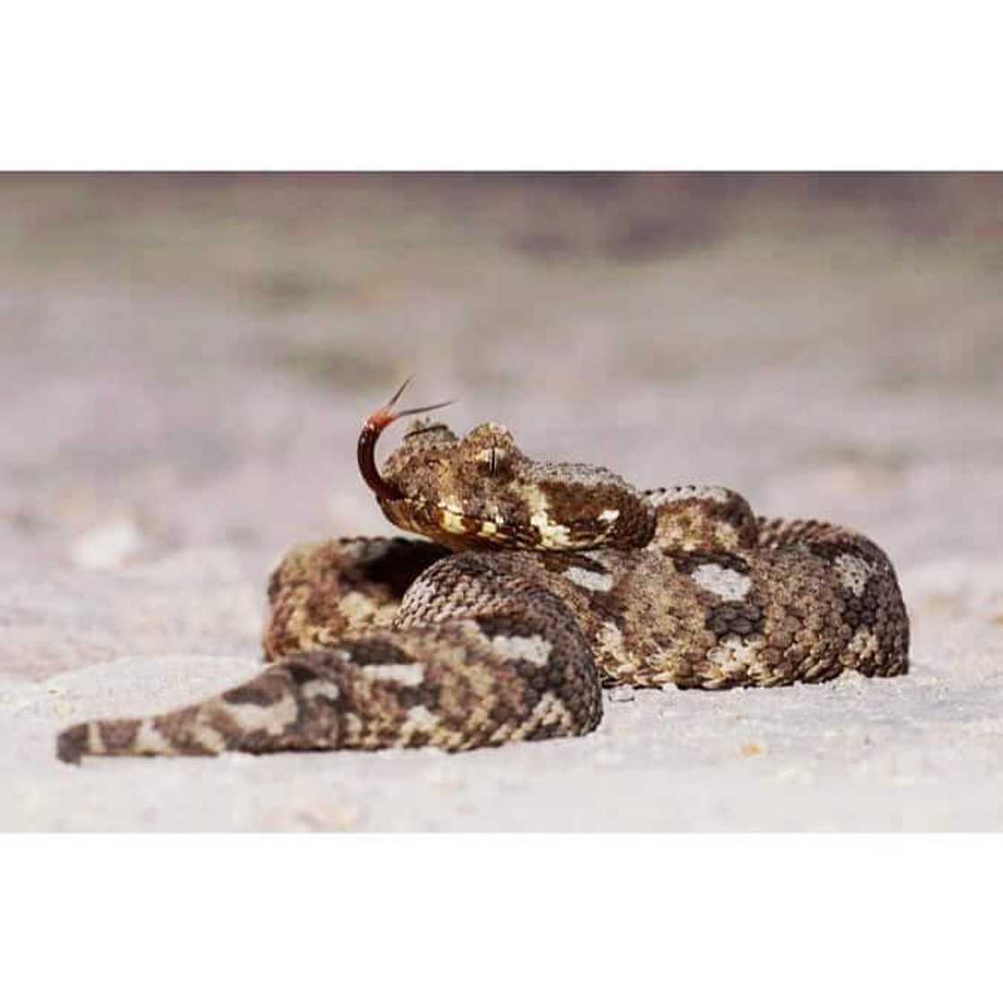 Top 20 extinct and endangered animals in South Africa with images Top 20 extinct and endangered animals in South Africa with images