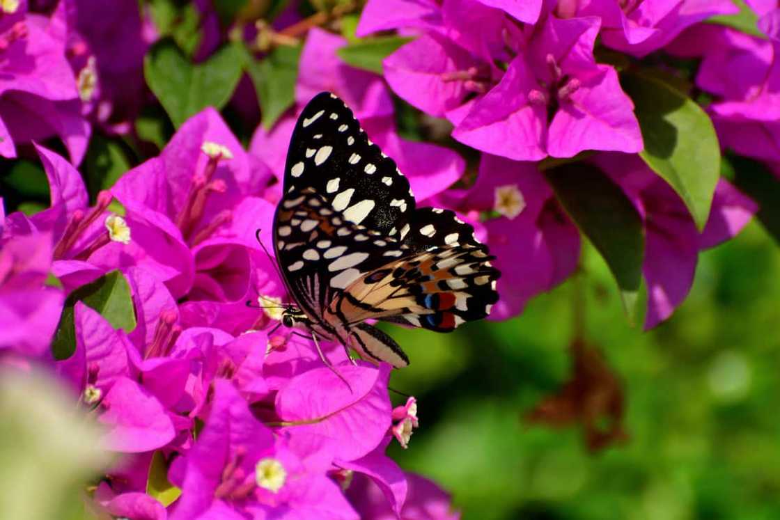 Animals with x Animals with x