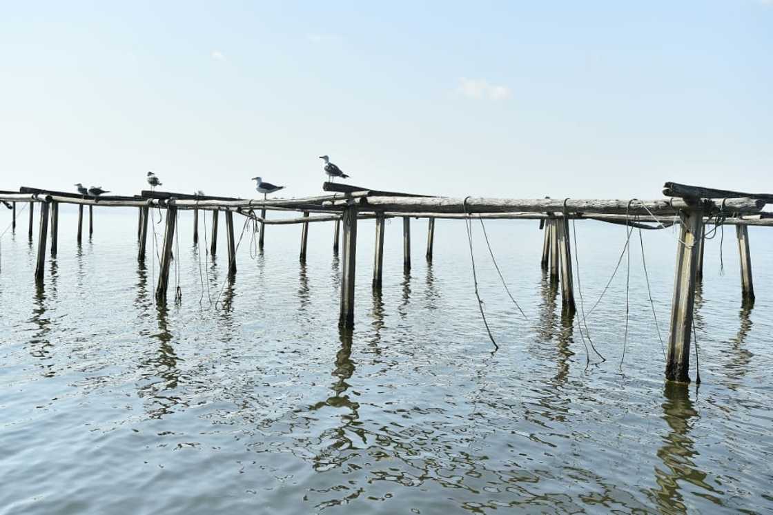 The scorching temperatures on land have generated a marine heatwave at sea