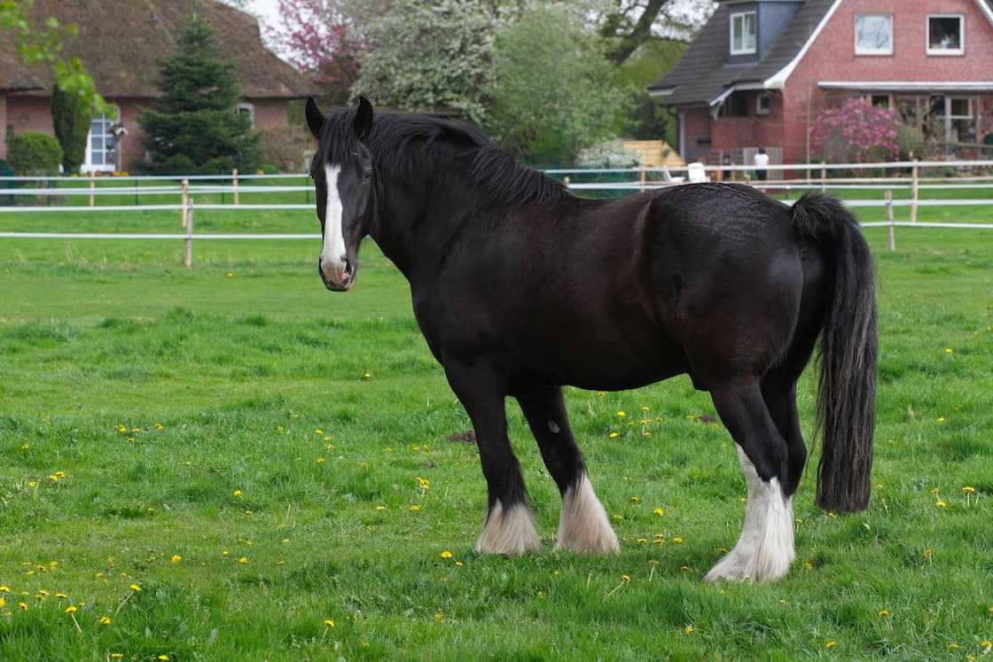 Shire Shire