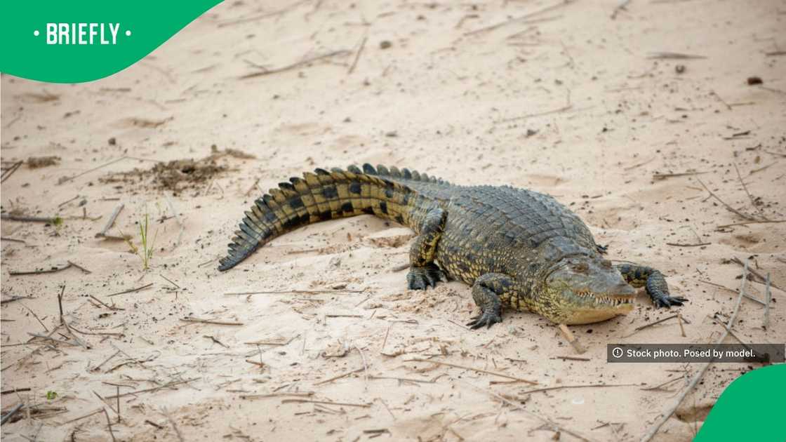 The professional wildlife stock photograph captured a side-profile view of the semi-aquatic predator swimming gracefully across open water The professional wildlife stock photograph captured a side-profile view of the semi-aquatic predator swimming gracefully across open water