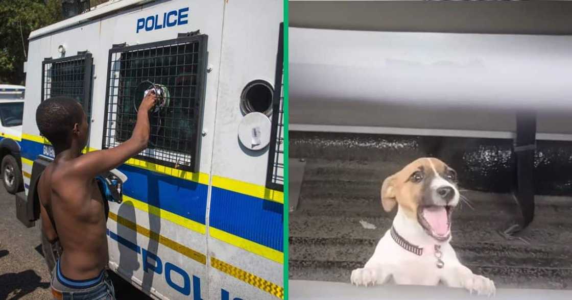 Man teases dog in police van Man teases dog in police van