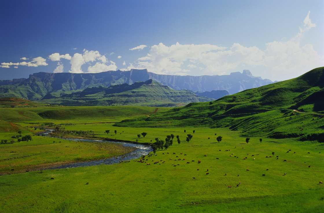 Donald Trump's executive order for Afrikaner farmers comes after land grab claims